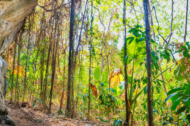 Valtavan luonnonluolan sisäänkäynti. Näkymä sisäpuolelta trooppisten metsien maisemaan
 - Valokuva, kuva