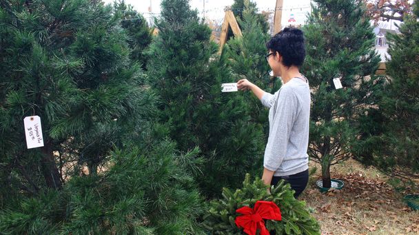 Noel ağacı çok - Fotoğraf, Görsel