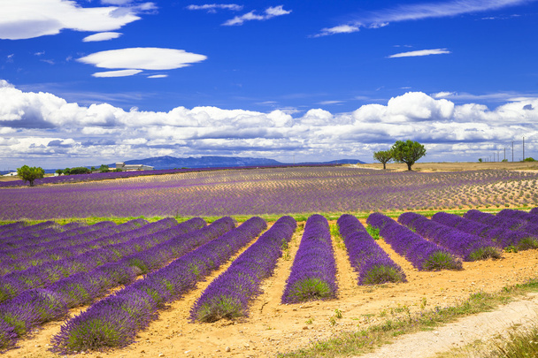 Violet fields of blooming lavande in Provence, France - 写真・画像
