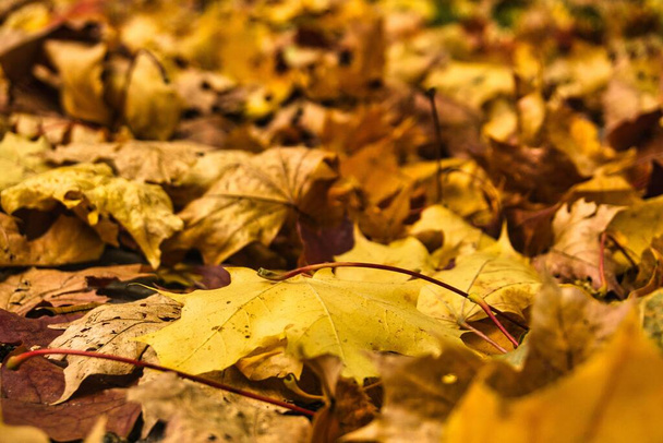 Golden fallen leaves covering the ground in autumn park - 写真・画像