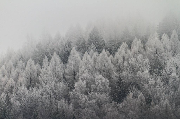 A drone view of snow covered spruce trees in a misty forest - Foto, Imagem