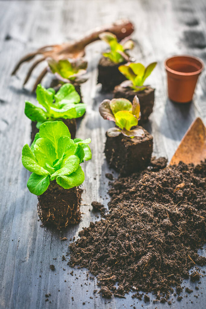 Planting young seedlings of lettuce in vegetable raised bed - Foto, afbeelding