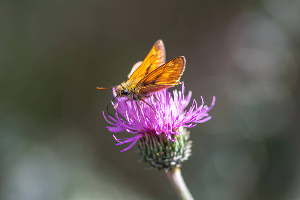 Beautiful orange and black skipper butterfly feeding on purple pink flower. Close up, soft focus background - Photo, Image