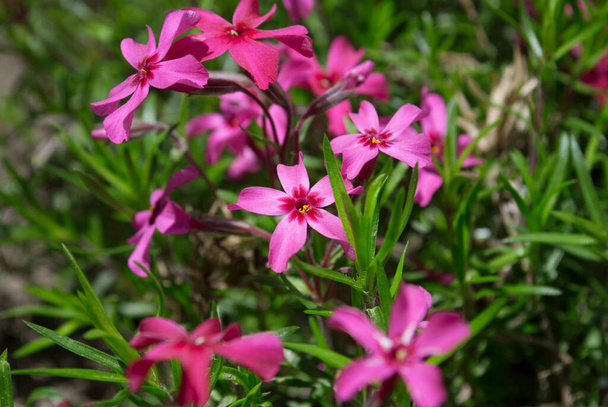Pink flowers with green grass on the background. Natural background. Background of pink flowers phlox subulata - Photo, Image