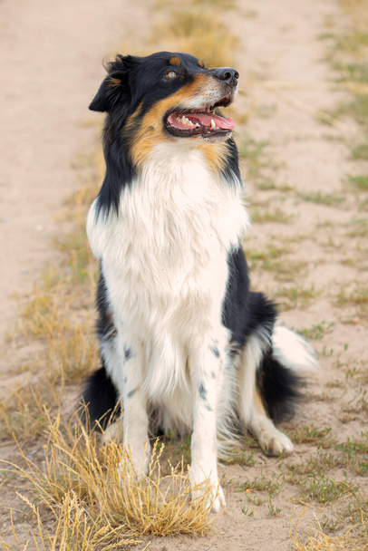 beautiful border collie dog walks in nature and follows the commands of the owner - Fotó, kép