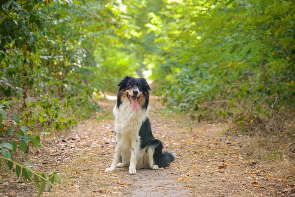 close-up portrait of a beautiful dog in nature - Fotoğraf, Görsel