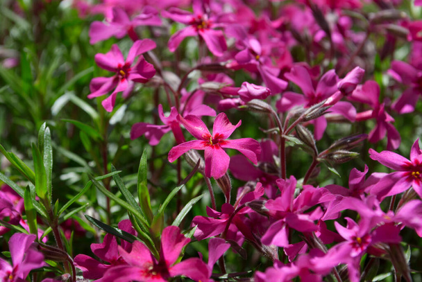 Pink flowers with green grass on the background. Natural background. Background of pink flowers phlox subulata - Valokuva, kuva