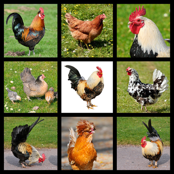 Photos mosaic of roosters and hens - Photo, Image