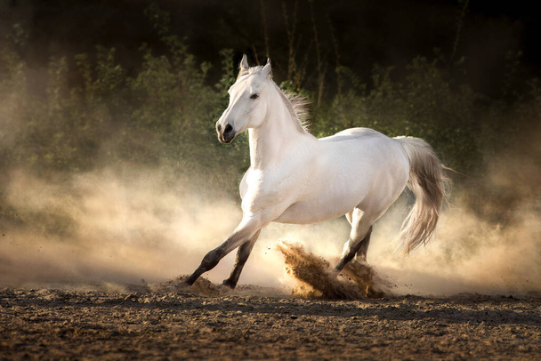 Uzun yeleli beyaz Arap atı kumlu tozda güneş ışığında koşuyor. - Fotoğraf, Görsel
