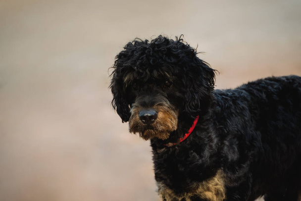 Face portrait of an black adult dog with long hair cut - Foto, immagini