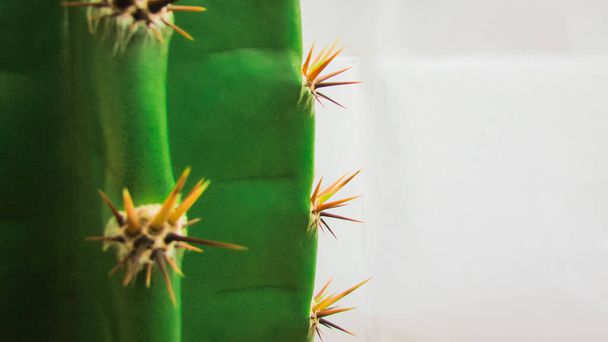 green cactus, left with highlighted spines negative space, white background, mandacaru cactus - 写真・画像