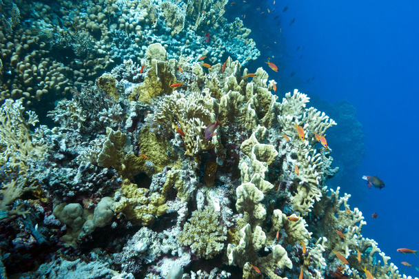 Коралловый риф с твердыми кораллами на дне тропического моря, Унде
 - Фото, изображение