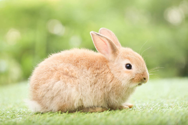 Cute little rabbit on green grass with natural bokeh as background during spring. Young adorable bunny playing in garden. Lovely pet at park in spring. - Photo, Image