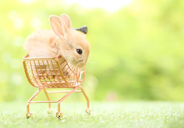 春は緑の芝生の上で天然のボケを背景に可愛いウサギ。庭で遊んでいる若い愛らしいウサギ。春の公園で素敵なペット. - 写真・画像