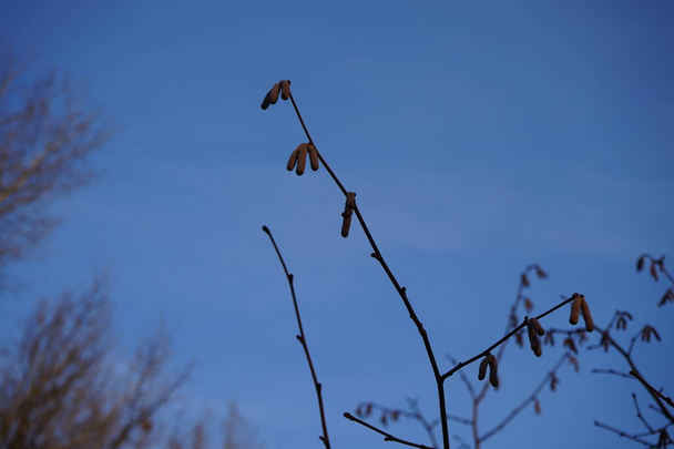 Ветка с мужскими котами рядом с женскими цветочными бутонами зимой. Corylus avellana, обыкновенный орешник, является разновидностью цветущего растения в березовом семействе Betulaceae. Берлин, Германия - Фото, изображение