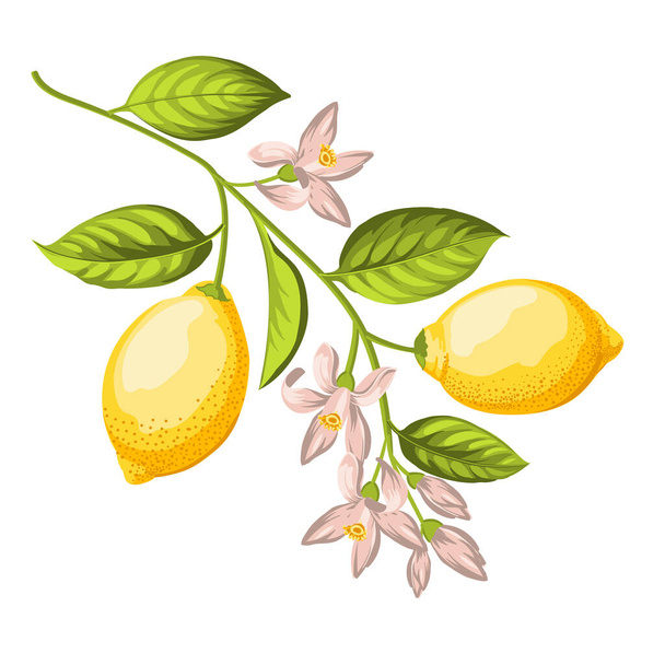 白い背景に異なるレモンの枝のセット - ベクター画像