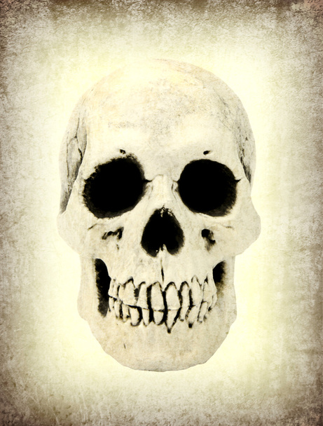 Human skull with white background - Fotó, kép