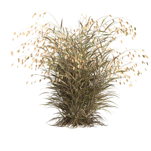 3d illustration of chasmanthium latifolium grass isolated on white background - 写真・画像