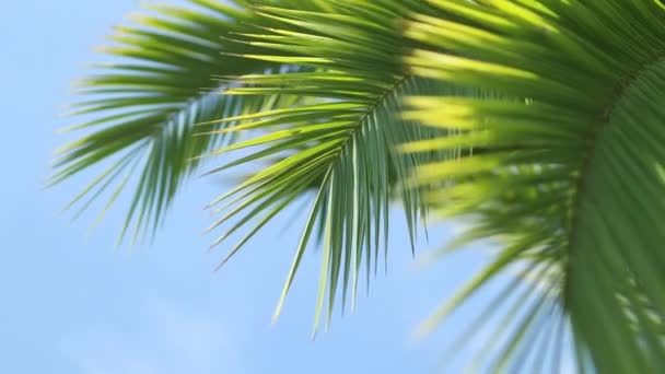 Gökyüzündeki palmiye ağaçları ve sarı güneş. 4 bin. Tropik hindistan cevizi palmiyesi yaprakları rüzgarda güneş ışığıyla sallanıyor. Yaz arkaplanı  - Video, Çekim