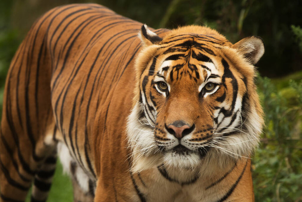 animal,  tiger in wild nature  - Foto, Imagem