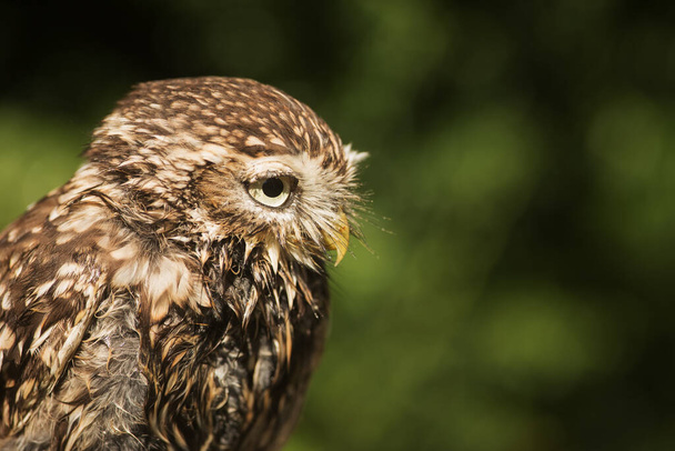 bird, fauna, owl, close up - Foto, Imagem