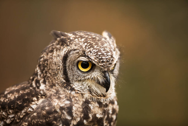bird, fauna, owl, close up - Foto, immagini