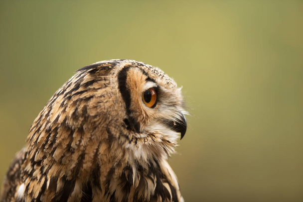 bird, fauna, owl, close up - Foto, Imagen