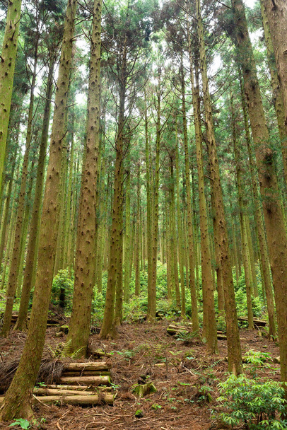 Saryeonisupgil, Saryeoni Forest walking trail in Jeju Island of Korea - Foto, Imagen