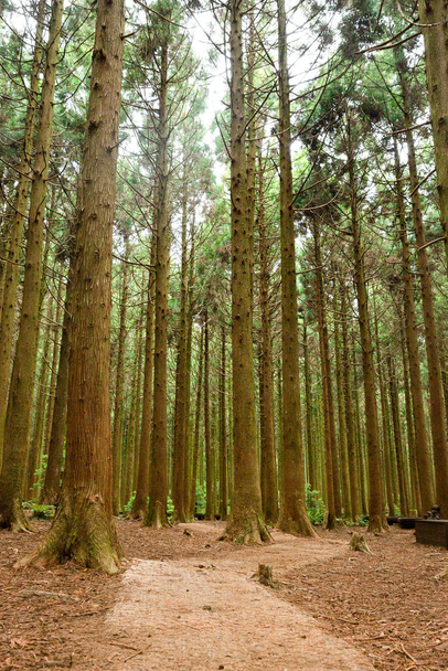 Saryeonisupgil, Saryeoni Forest walking trail in Jeju Island of Korea - Photo, Image