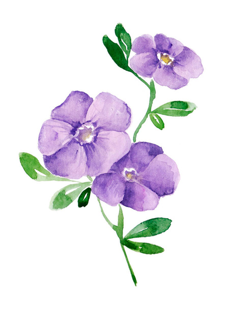 Purple flower. Branch with petals. Periwinkle with flowers and buds. Bouquet. Green leaf. Botanical watercolor illustration on white background - Photo, Image