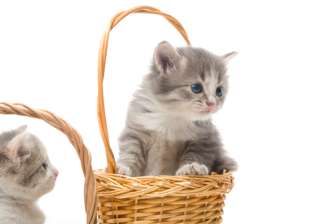 Small cute kitten sitting in a basket, close-up - Photo, Image