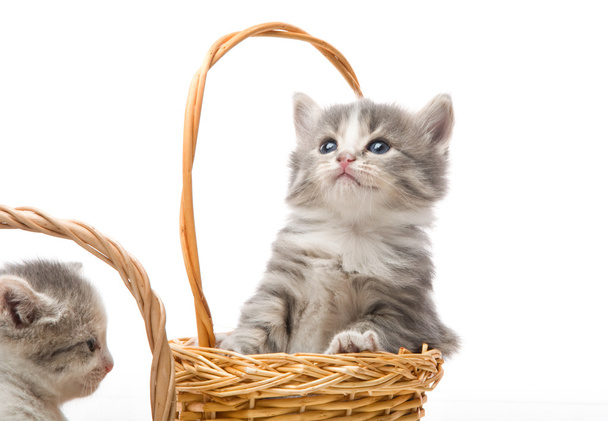Pequeno gatinho bonito sentado em uma cesta, close-up
 - Foto, Imagem