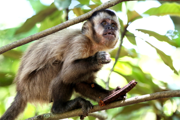 мавпа на гілці
 - Фото, зображення