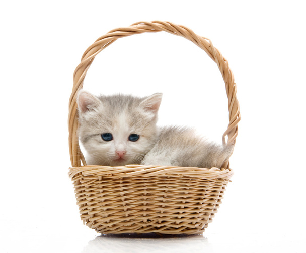 Small cute kitten sitting in a basket, close-up - Foto, imagen