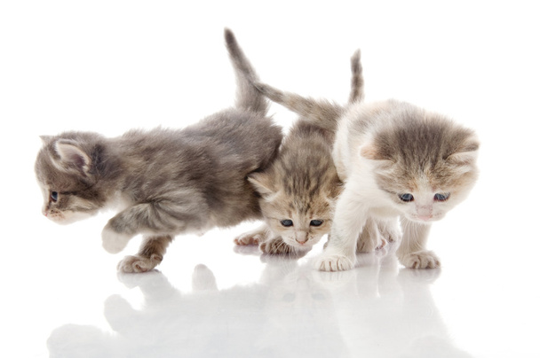 Petits chatons moelleux jouant
 - Photo, image