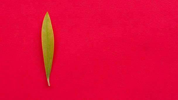 Green leaves on fuchsia background - Foto, afbeelding
