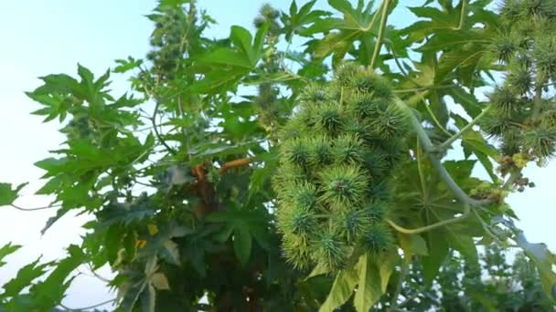 Closeup of Green seeds Castor oil plant, Ricinus communis Fruit on tree - Materiał filmowy, wideo