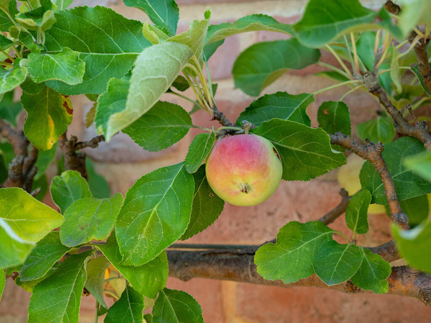 Apple trees near the brick wall. Apple trees are planted along the wall. Apples on the background of a brick wall. - Photo, Image
