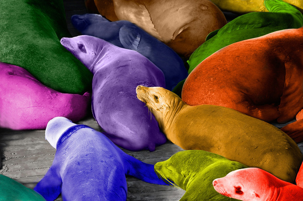 Värikäs abstrakti merileijonien lepää laiturilla
 - Valokuva, kuva