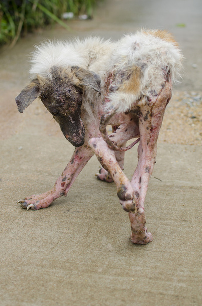 Scabies chien fourrure blanche sensation de douleur extérieure
 - Photo, image
