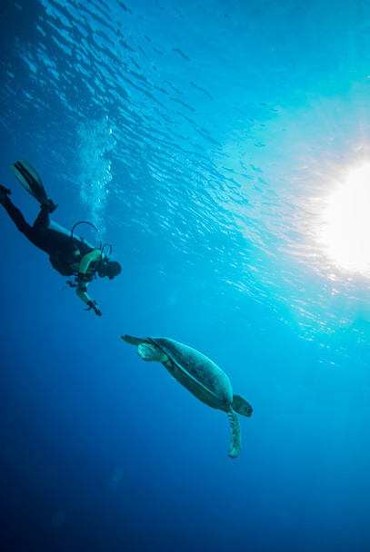 Mergulhador e tartaruga marinha verde em Derawan, Kalimantan, Indonésia foto subaquática
 - Foto, Imagem