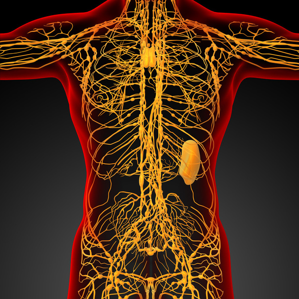 3d render medical illustration of the lymphatic system - Photo, Image