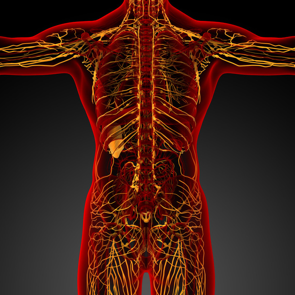 3D render orvosi illusztráció a nyirokrendszer - Fotó, kép