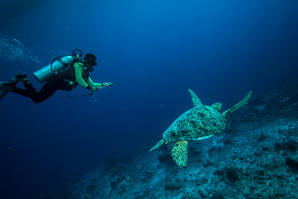 Дайвер и зеленая черепаха в Дераване, Калимантан, Индонезия подводное фото
 - Фото, изображение