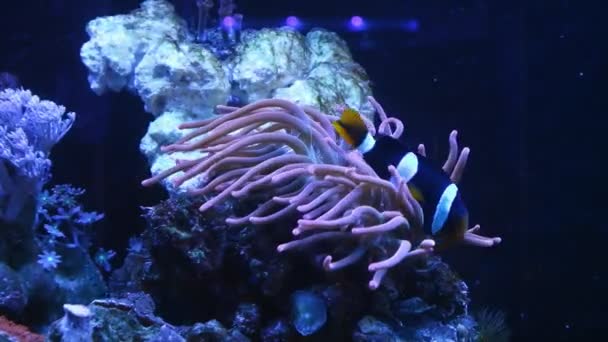 Clark's anemonefish live in symbiosis with bubble tip anemone, animal move tentacles and hunt for food on live rock, demanding species clownfish swim in strong flow, marine aquarium require experience - Footage, Video