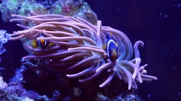 Clark's anemonefish live in bubble tip anemone, animal move tentacles and hunt for food on live rock, demanding species clownfish swim in strong flow, big reef marine aquarium require experience - Footage, Video