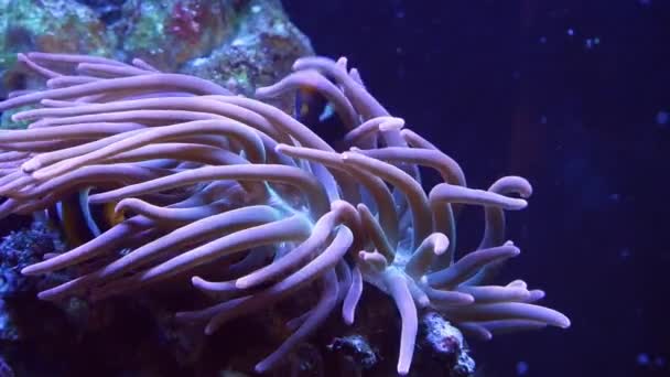 Clark's anemonefish enjoy symbiosis with bubble tip anemone, animal move tentacles, hunt for food, demanding species clownfish swim in strong flow, big reef marine aquarium for experienced aquarist - Footage, Video