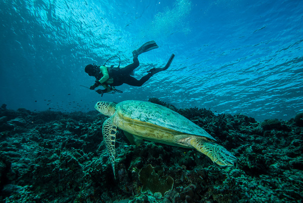 Immersioni subacquee e tartaruga verde a Derawan, Kalimantan, Indonesia foto subacquee
 - Foto, immagini