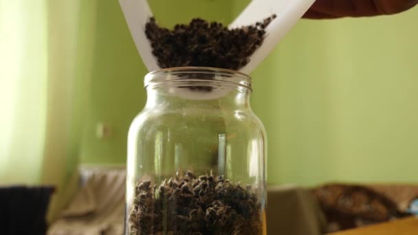 Bee excrement (the bodies of dead honey bees) is collected and poured into a jar for medicinal use. Use of beekeeping products for medicinal purposes. - Materiał filmowy, wideo
