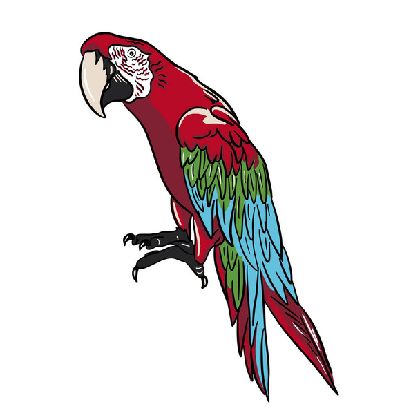Sketch big parrot doodle style. Vector illustration.  - Vecteur, image